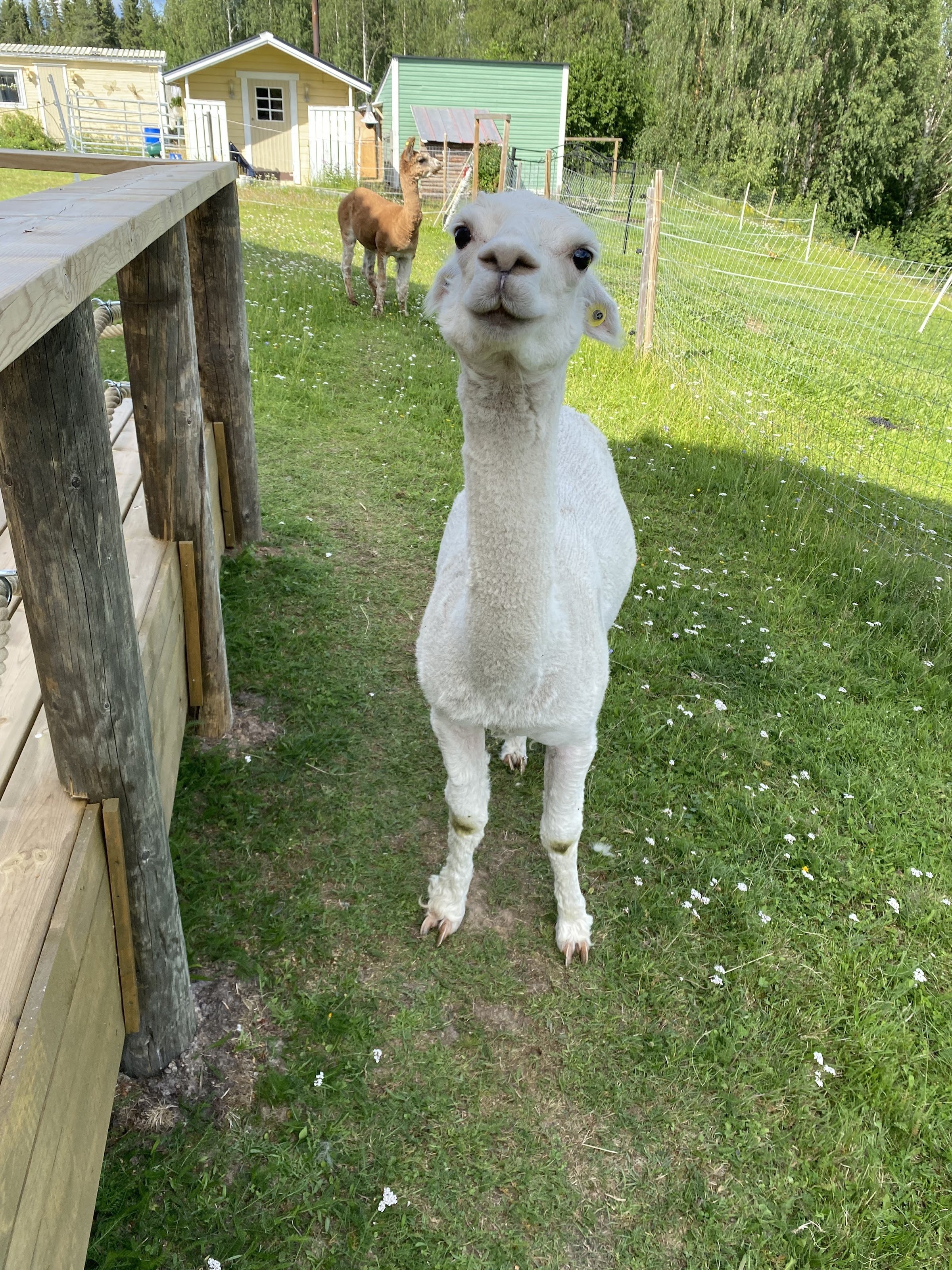 Swedish Lapland Alpaca